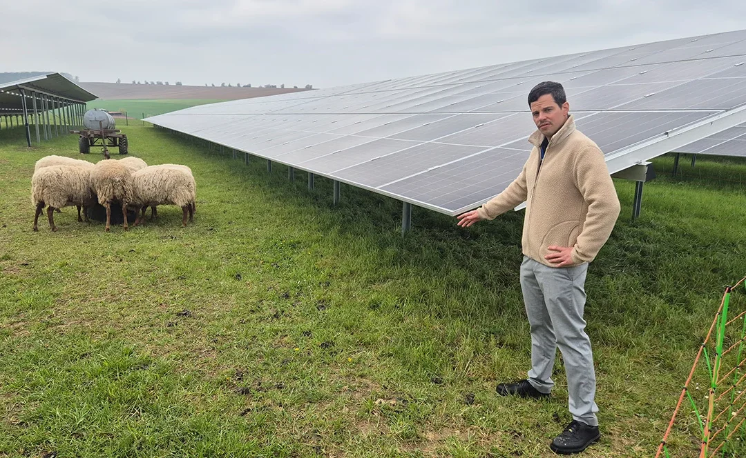 Strom, Schafe, Industrie