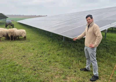 Strom, Schafe, Industrie